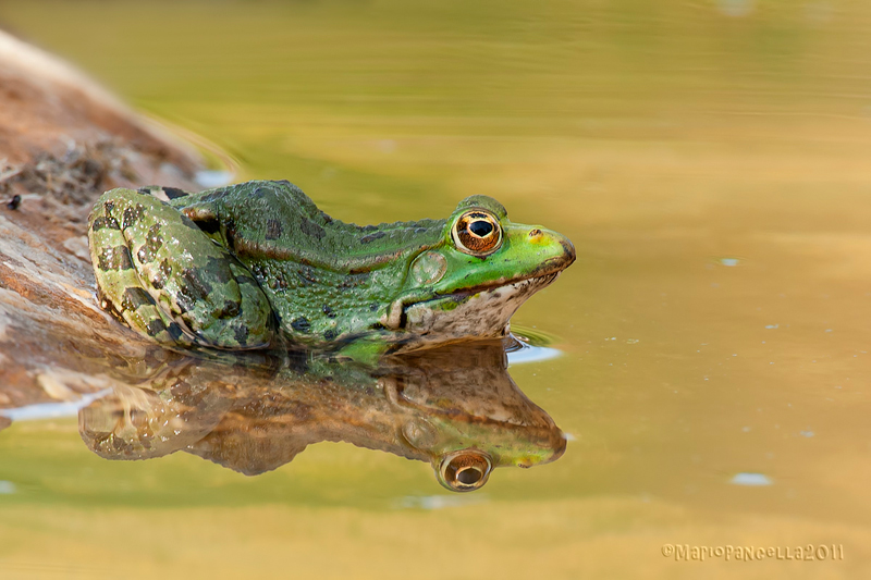 Pelophylax sp.